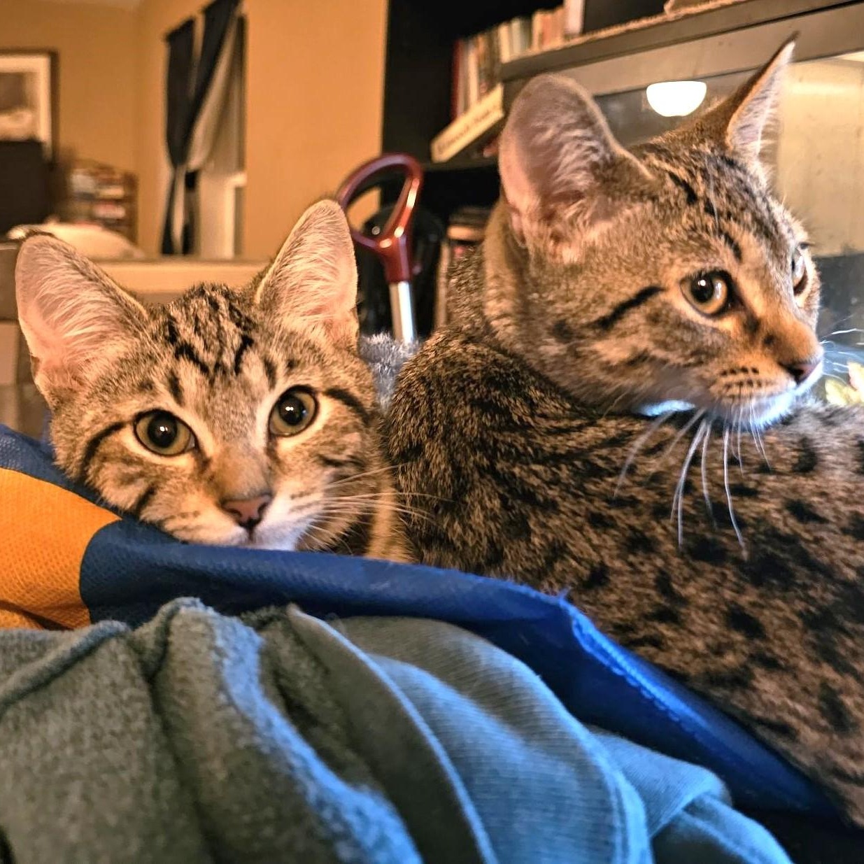 Enlarge Esther - Playful and Sweet, an adopted Tabby in Hoquiam, WA image 6/6