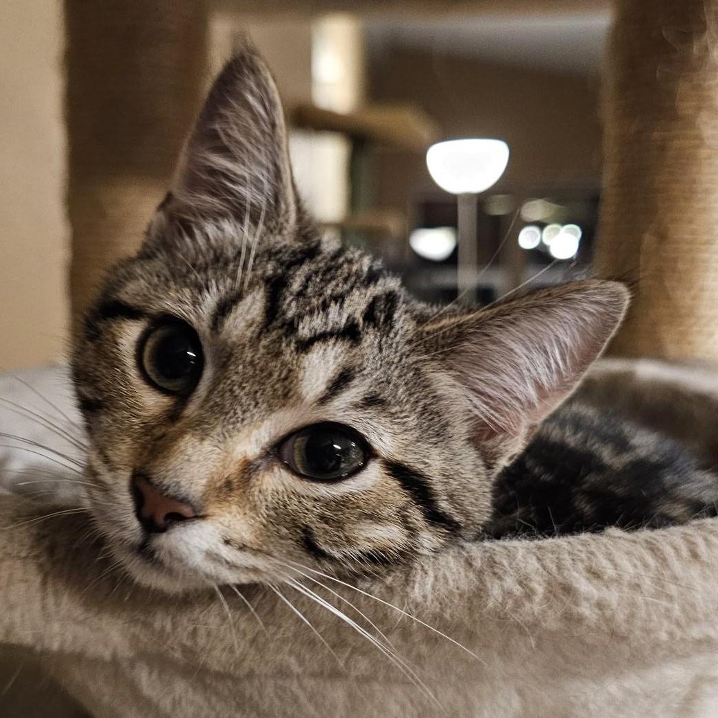 Enlarge Esther - Playful and Sweet, an adopted Tabby in Hoquiam, WA image 4/6