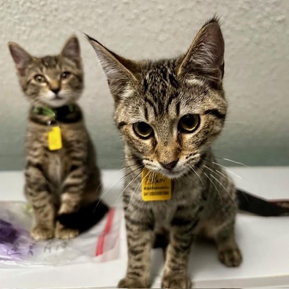 Enlarge Esther - Playful and Sweet, an adopted Tabby in Hoquiam, WA image 5/6