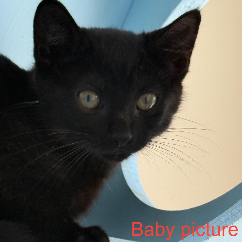 Enlarge Gwen Stefani, a Adoptable Domestic Short Hair in Durham, NC image 1/6