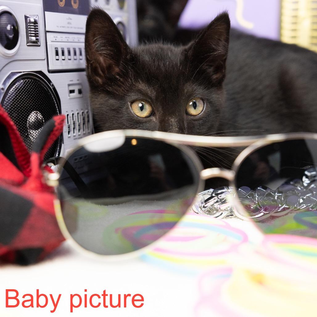 Enlarge Gwen Stefani, a Adoptable Domestic Short Hair in Durham, NC image 2/6