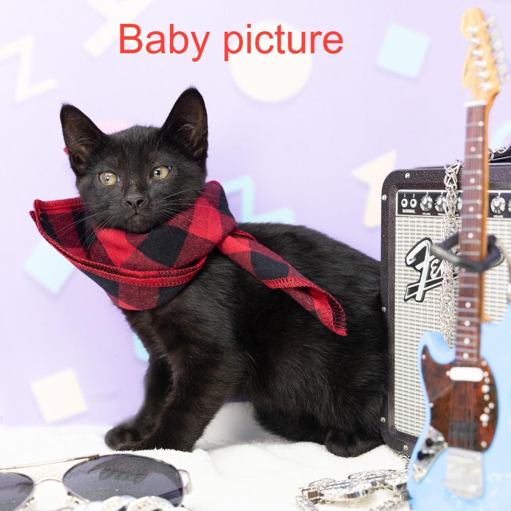 Enlarge Gwen Stefani, a Adoptable Domestic Short Hair in Durham, NC image 3/6