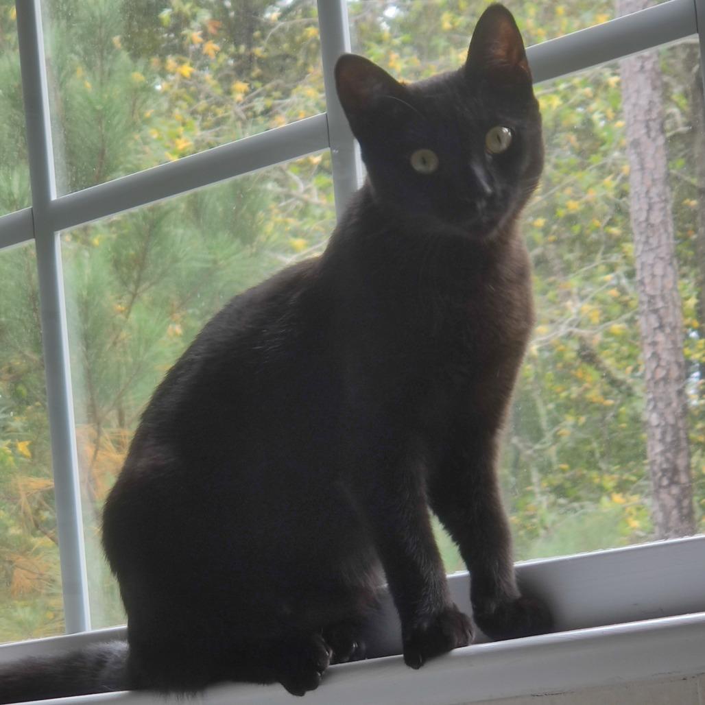 Enlarge Gwen Stefani, a Adoptable Domestic Short Hair in Durham, NC image 4/6