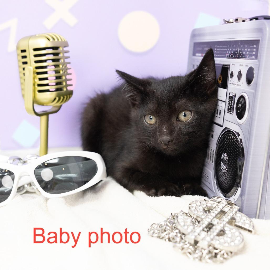 Enlarge Gwen Stefani, a Adoptable Domestic Short Hair in Durham, NC image 6/6