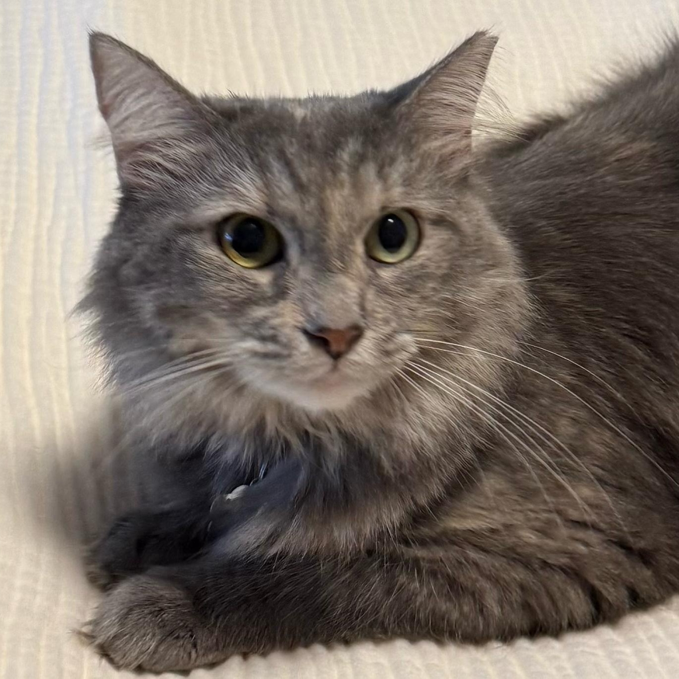 Misty, adoptable, Adult Female Maine Coon.
