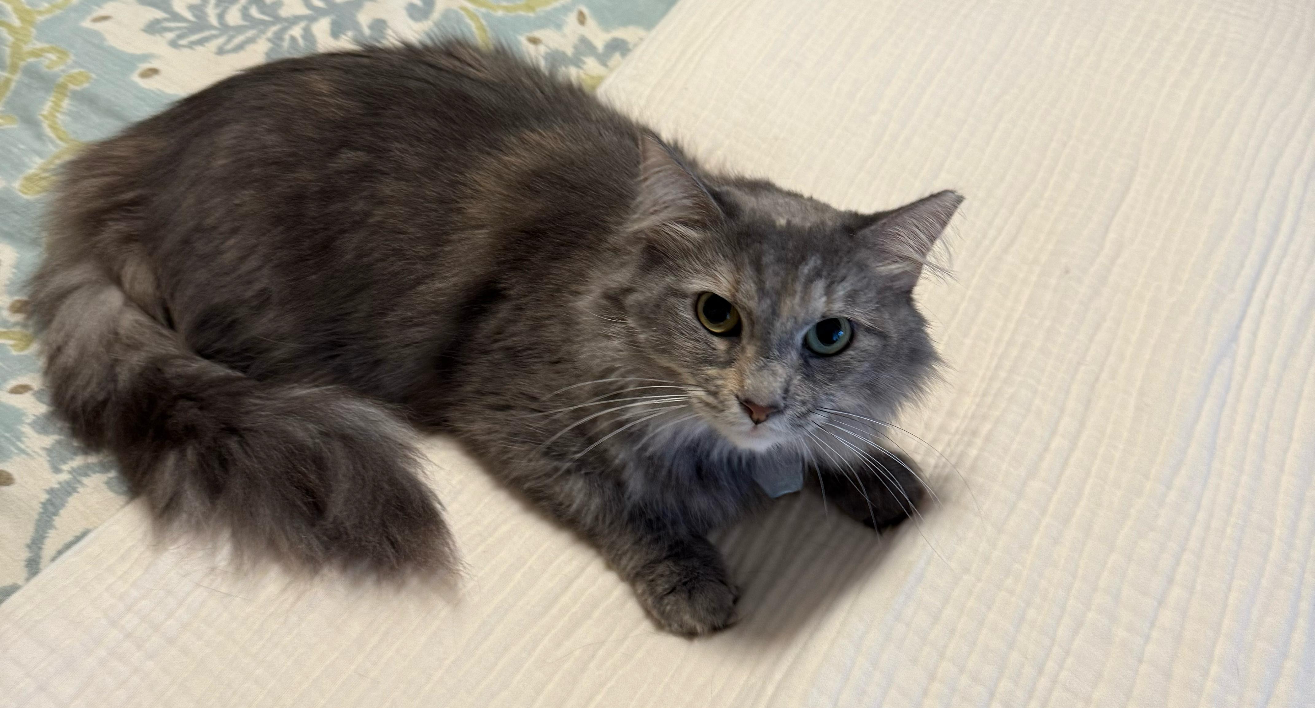 Enlarge Misty, an adoptable mixed breed in Newark, NJ image 3/3