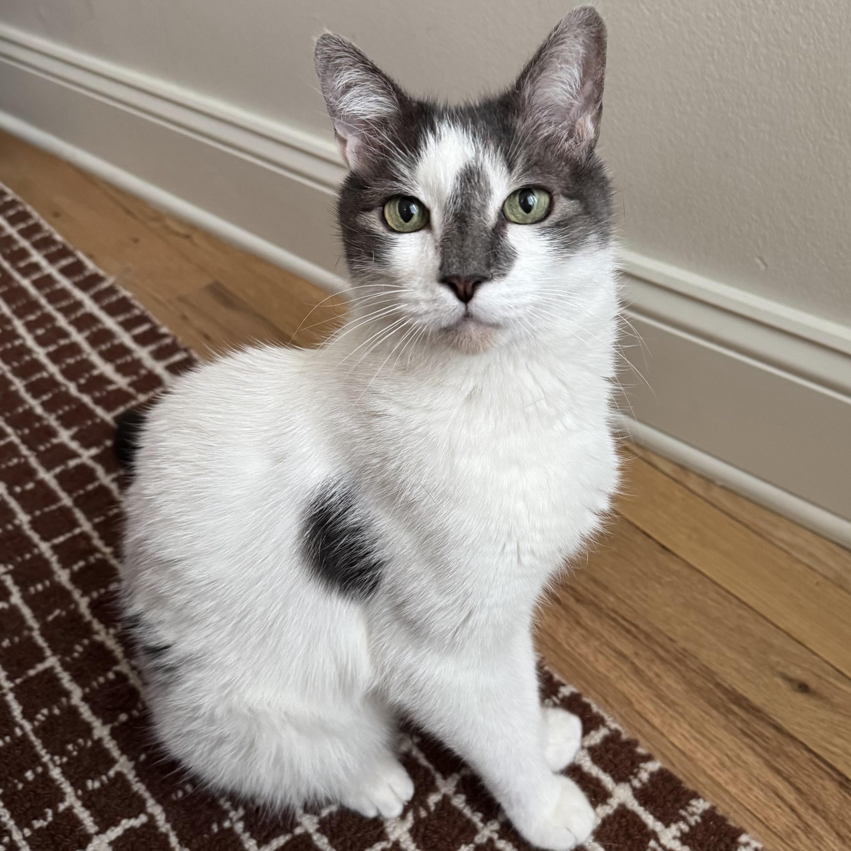 Coach Lou Turfman, Senior Male Domestic Short Hair