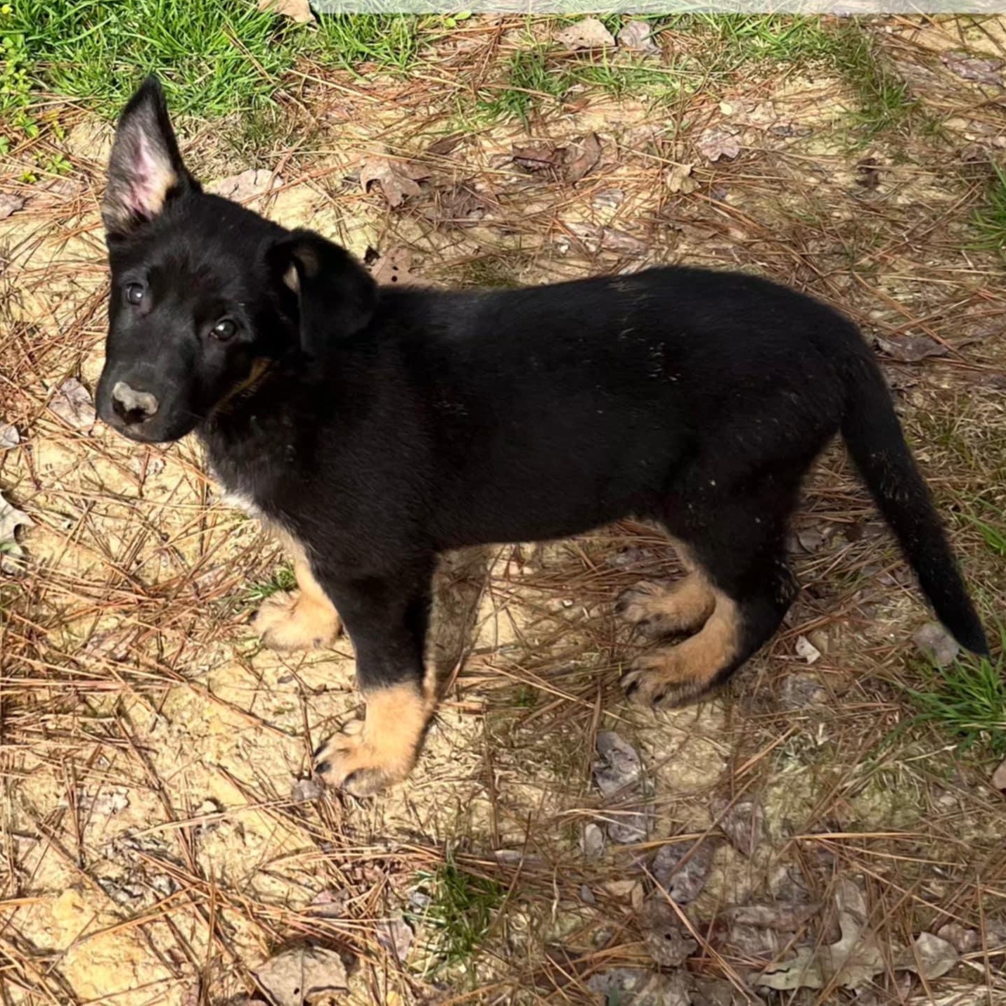 Darla, Adoptable, Puppy Female German Shepherd Dog.
