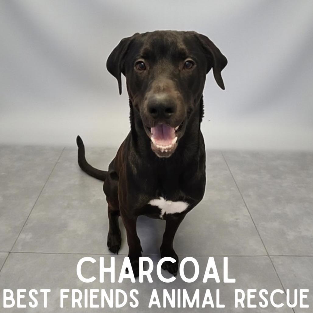 Enlarge Charcoal, a Adoptable Great Dane in Wasilla, AK image 1/1