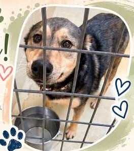 Molly Mae, Adoptable, Adult Female Belgian Shepherd / Malinois & German Shepherd Dog.
