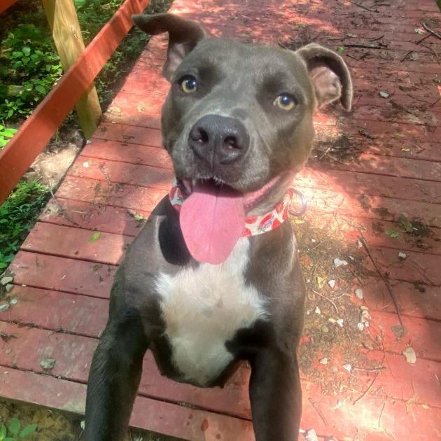 Amy Lee, Adoptable, Adult Female Pit Bull Terrier.
