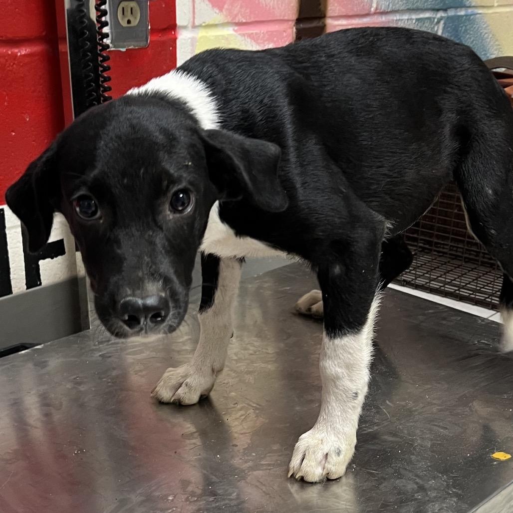 Hazel - Local November 6-8, Adoptable, Puppy Female Shepherd & Labrador Retriever.