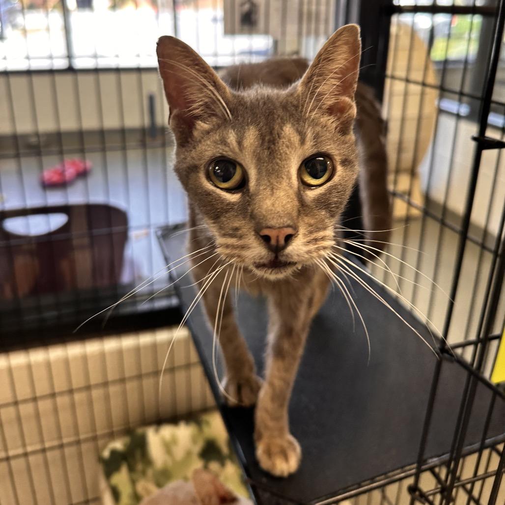 Rigatoni, a Adoptable Domestic Short Hair in Rocky Mount, VA image 2/2