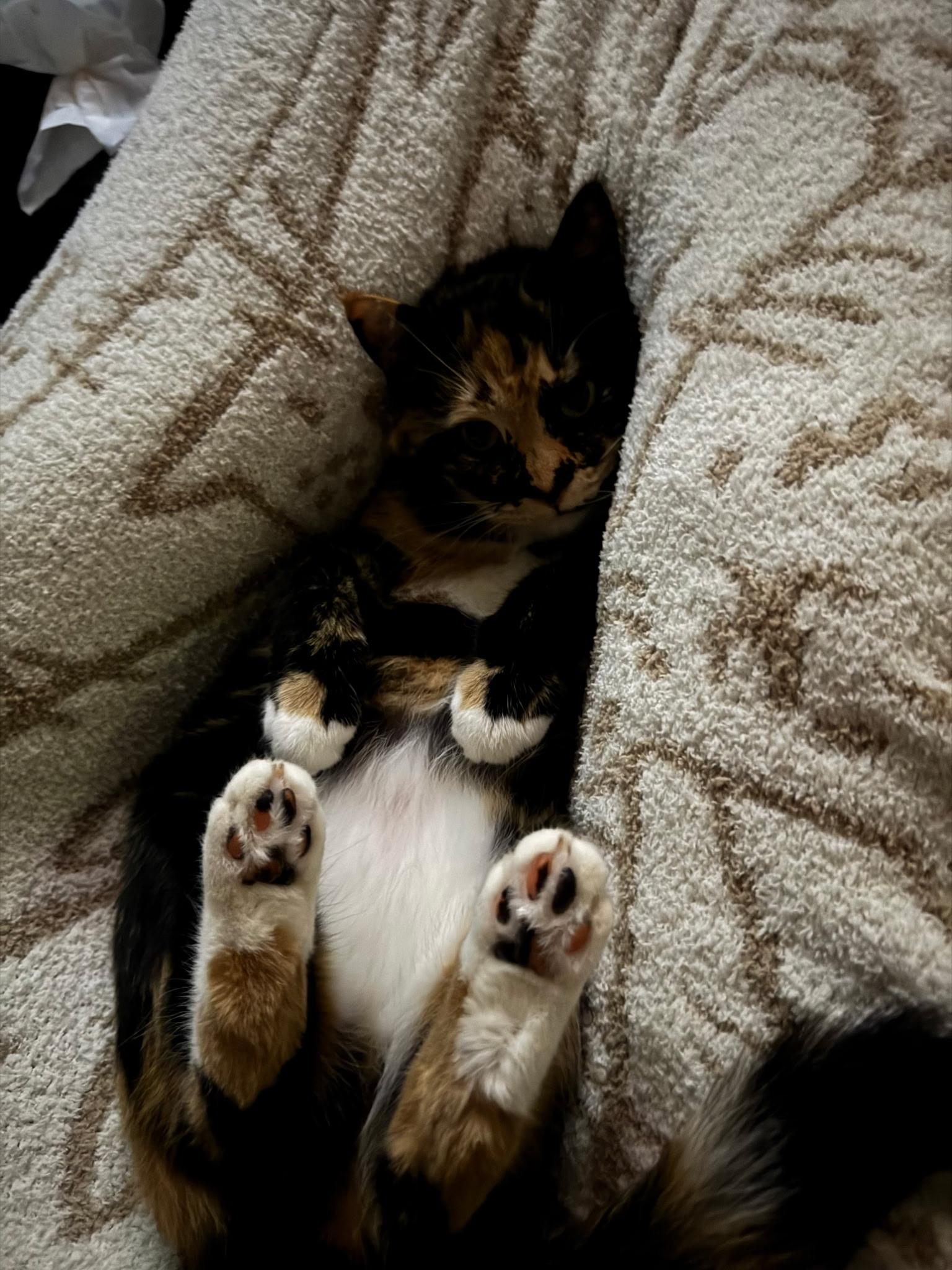 Enlarge Poppy, an adoptable Domestic Short Hair in Buffalo, MN image 3/6