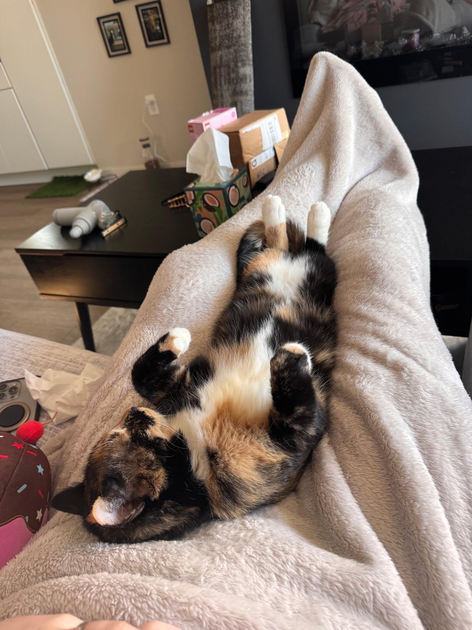 Enlarge Poppy, an adoptable Domestic Short Hair in Buffalo, MN image 5/6