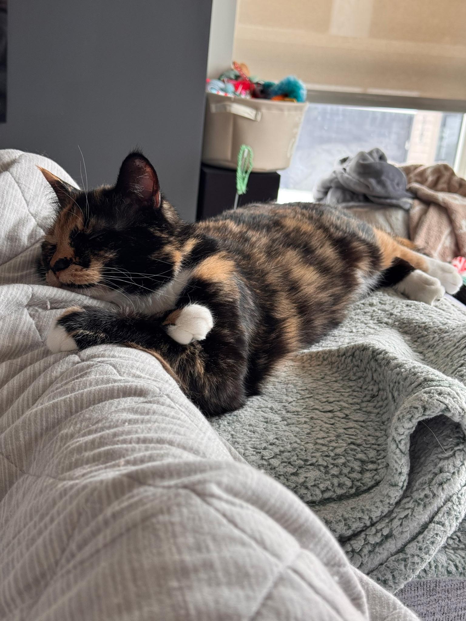 Enlarge Poppy, an adoptable Domestic Short Hair in Buffalo, MN image 6/6