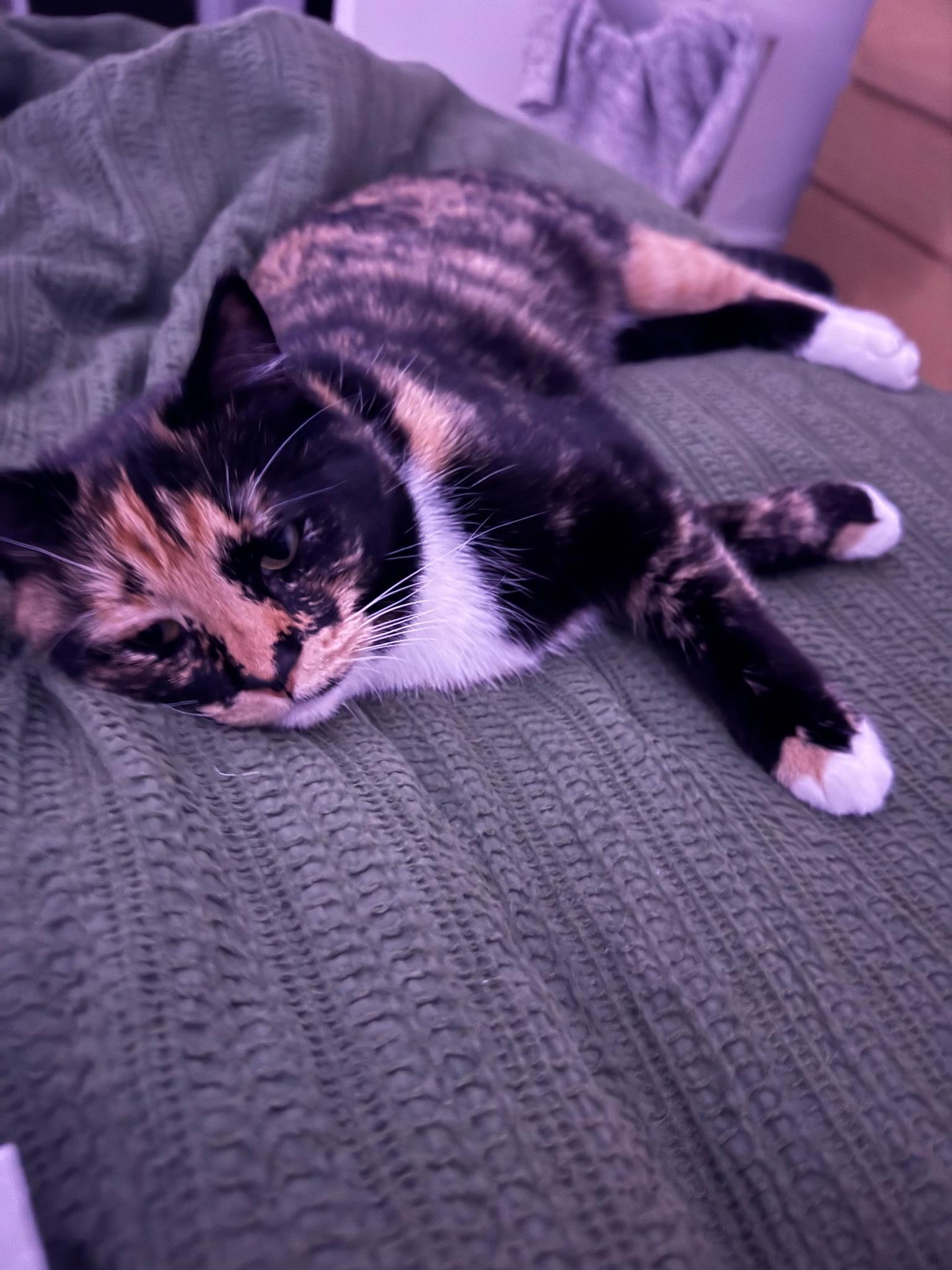 Enlarge Poppy, an adoptable Domestic Short Hair in Buffalo, MN image 4/6