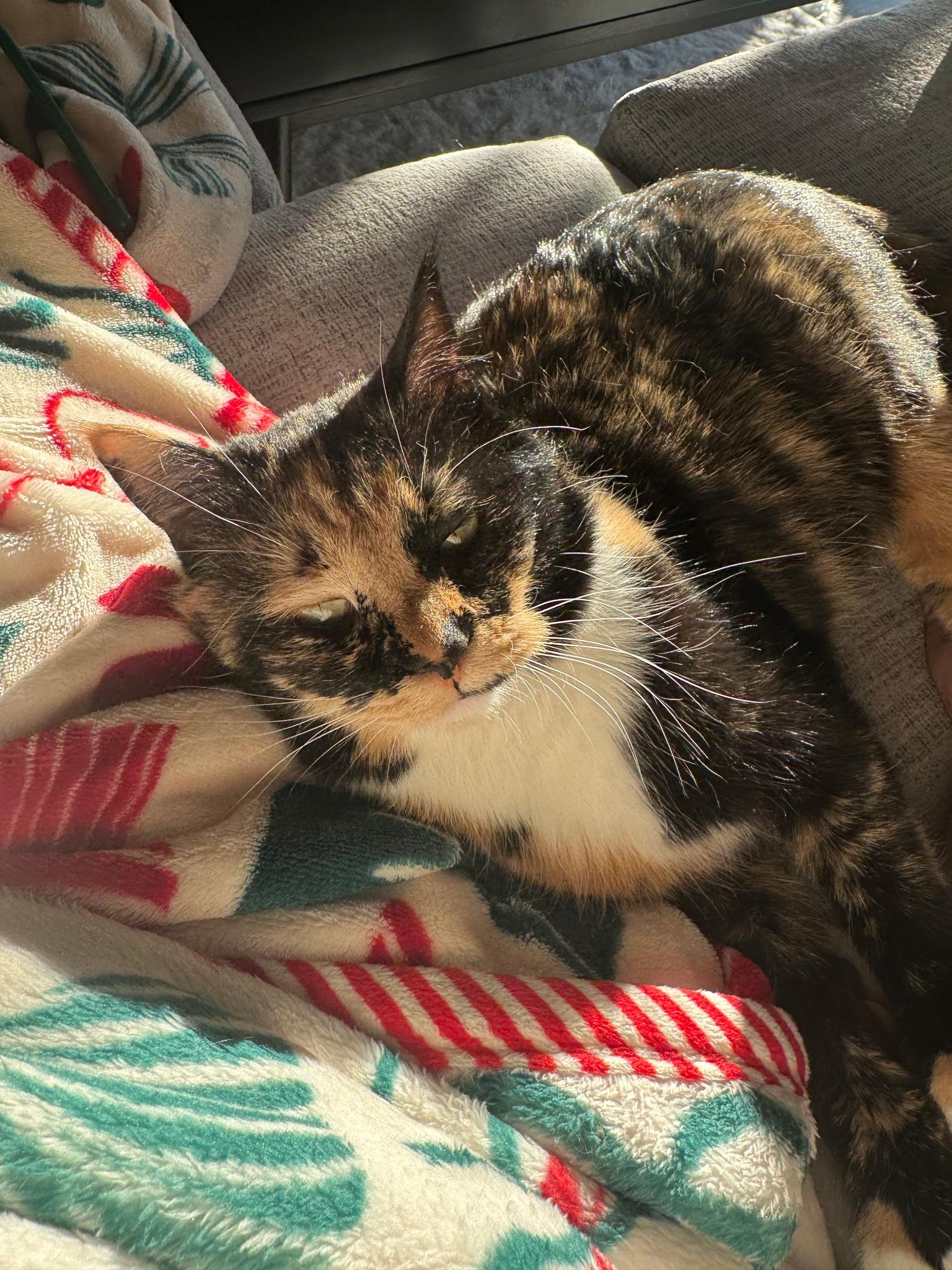 Enlarge Poppy, an adoptable Domestic Short Hair in Buffalo, MN image 1/6