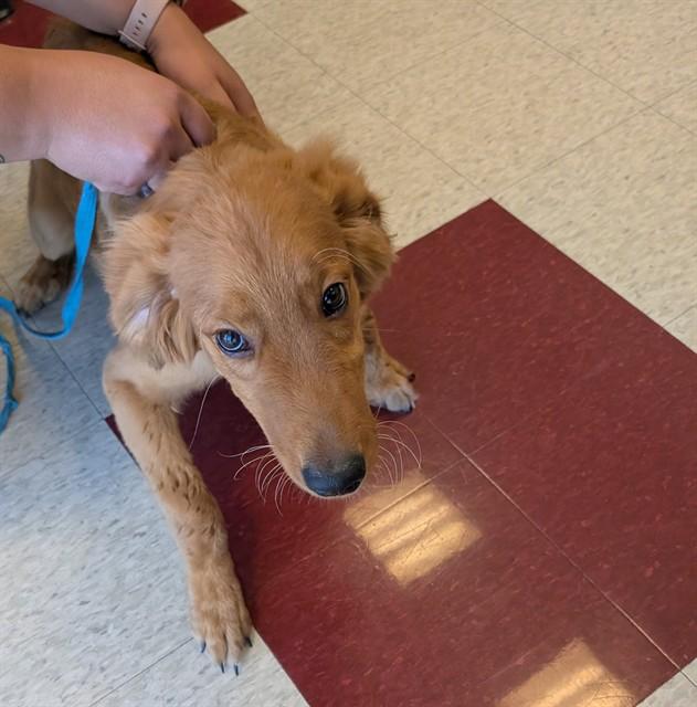 Banjo A219166, adopted, Puppy Male Golden Retriever.
