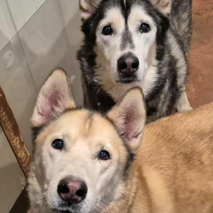 Blitz, Adoptable, Senior Male Husky.