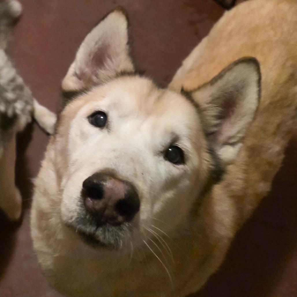 Enlarge Blitz, a Adoptable Husky in Glenfield, NY image 2/4
