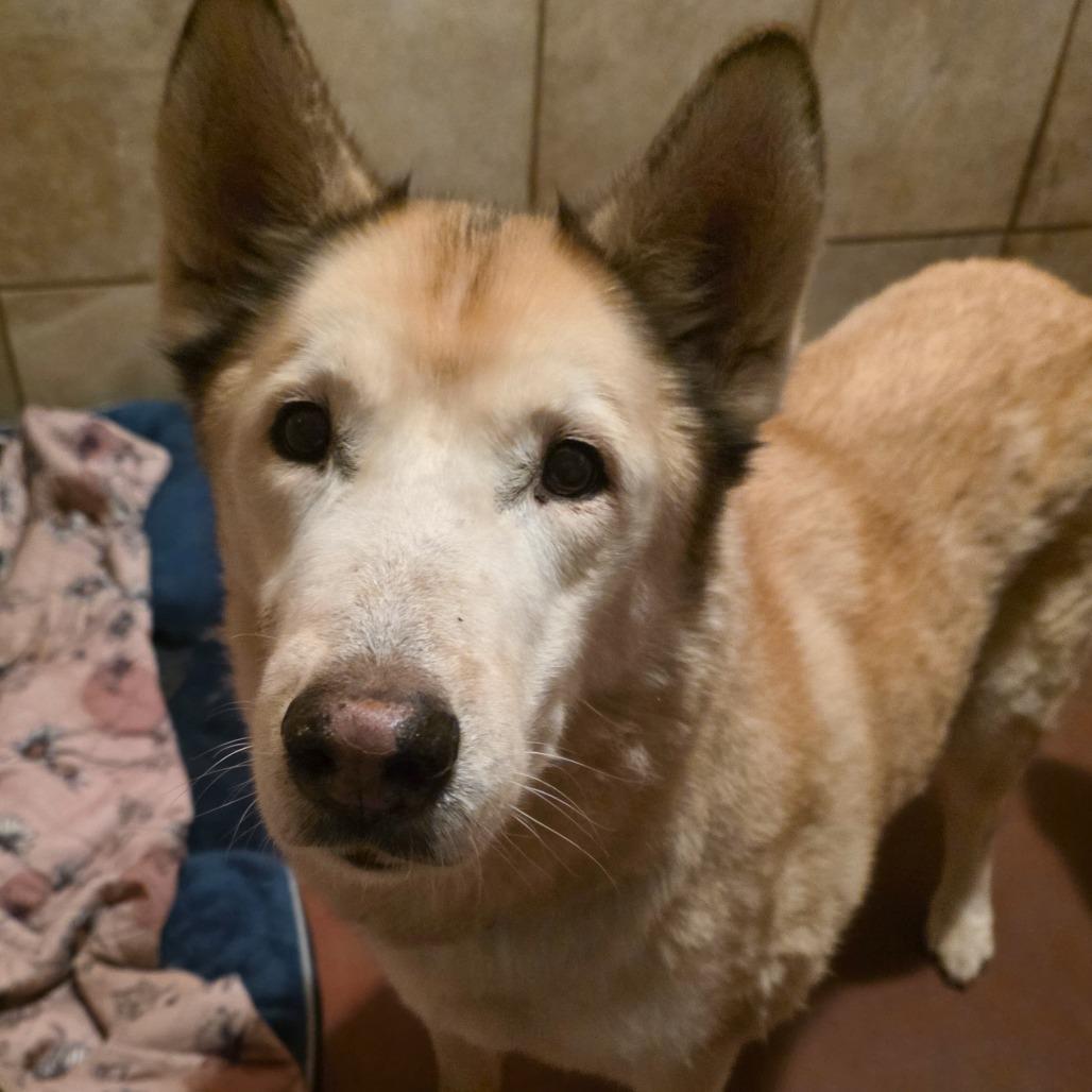 Enlarge Blitz, a Adoptable Husky in Glenfield, NY image 3/4