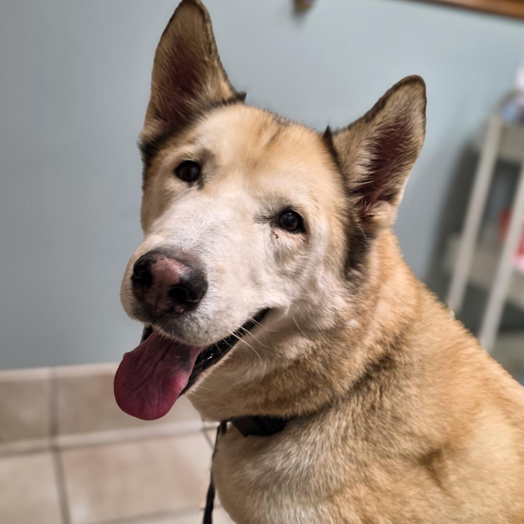 Enlarge Blitz, a Adoptable Husky in Glenfield, NY image 4/4
