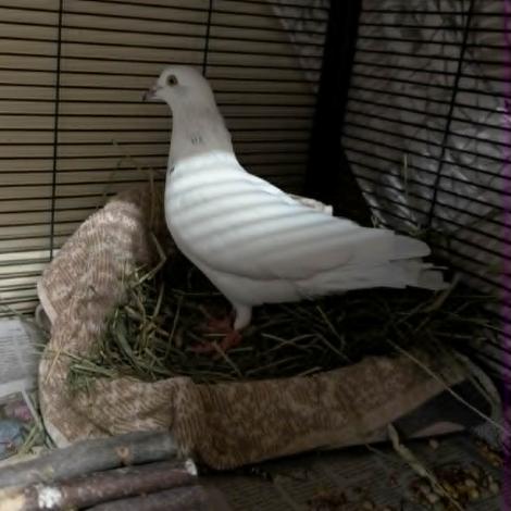 Peach, Adoptable, Young Unknown Dove.