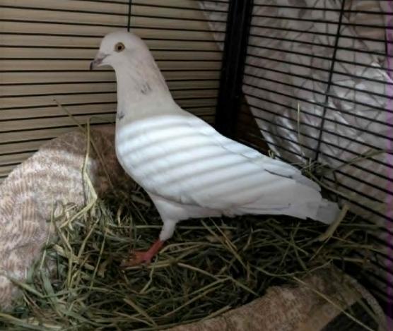 Enlarge Peach, a Adoptable Dove in Vancouver, BC image 2/2