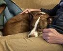 Benyay, Adoptable, Adult Male Pit Bull Terrier & Mixed Breed.