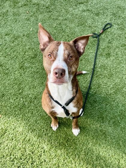 Benyay, a Adoptable mixed breed in Roseville, CA image 1/3