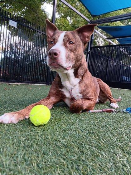 Enlarge Benyay, a Adoptable mixed breed in Roseville, CA image 3/3