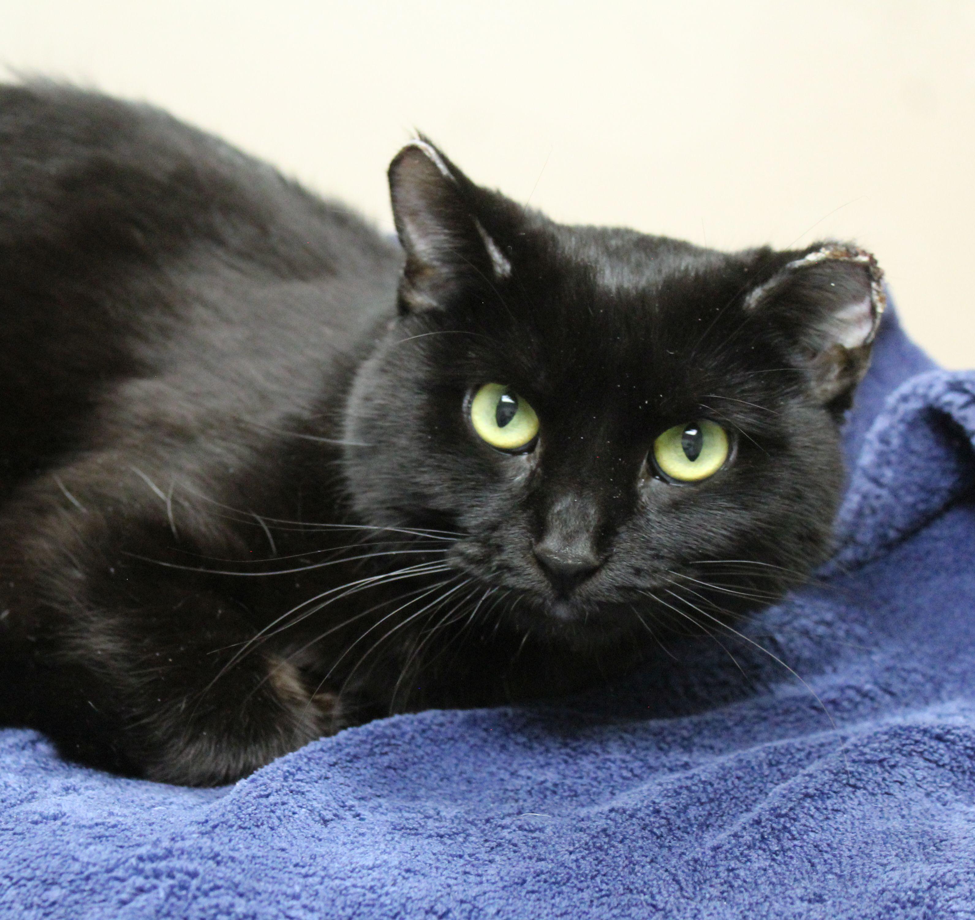 Cerelia, ADOPTABLE, Young Female Domestic Short Hair.