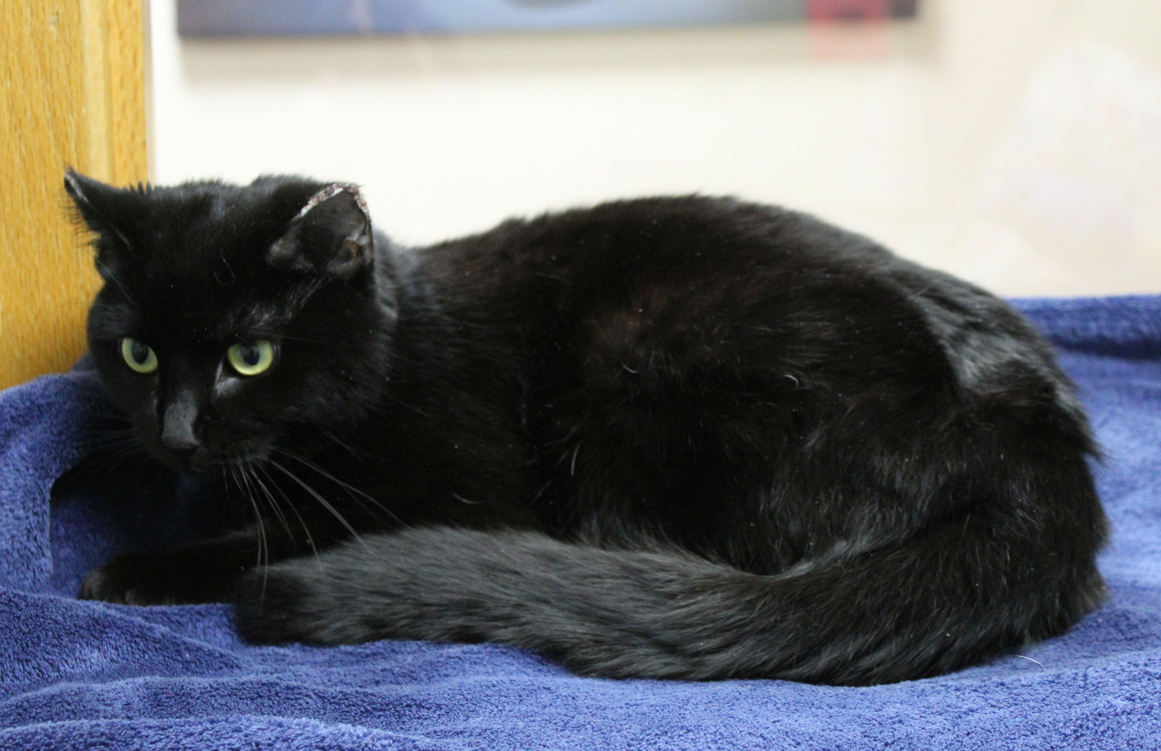 Cerelia, a ADOPTABLE Domestic Short Hair in Portage, WI image 3/3