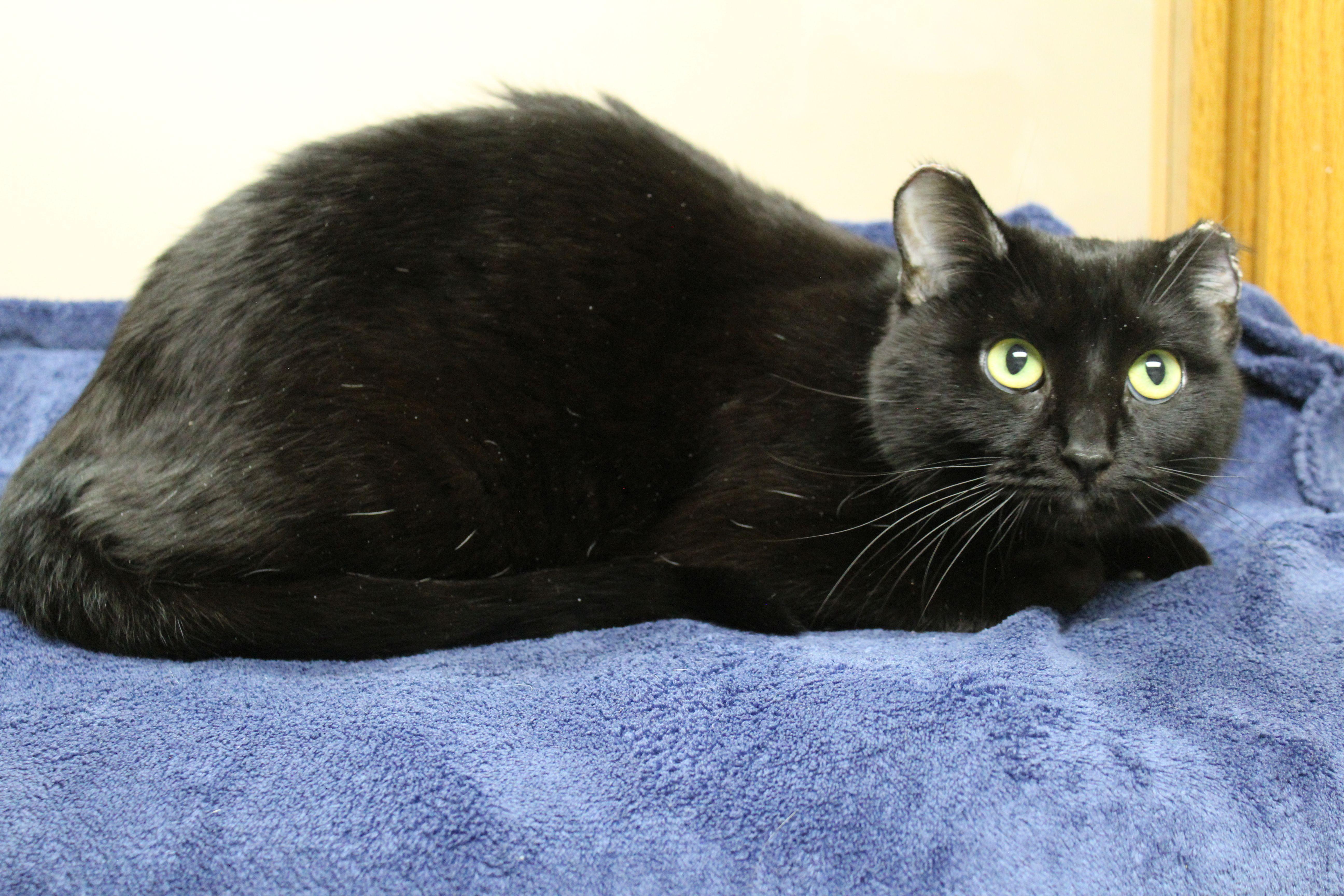 Cerelia, a ADOPTABLE Domestic Short Hair in Portage, WI image 2/3