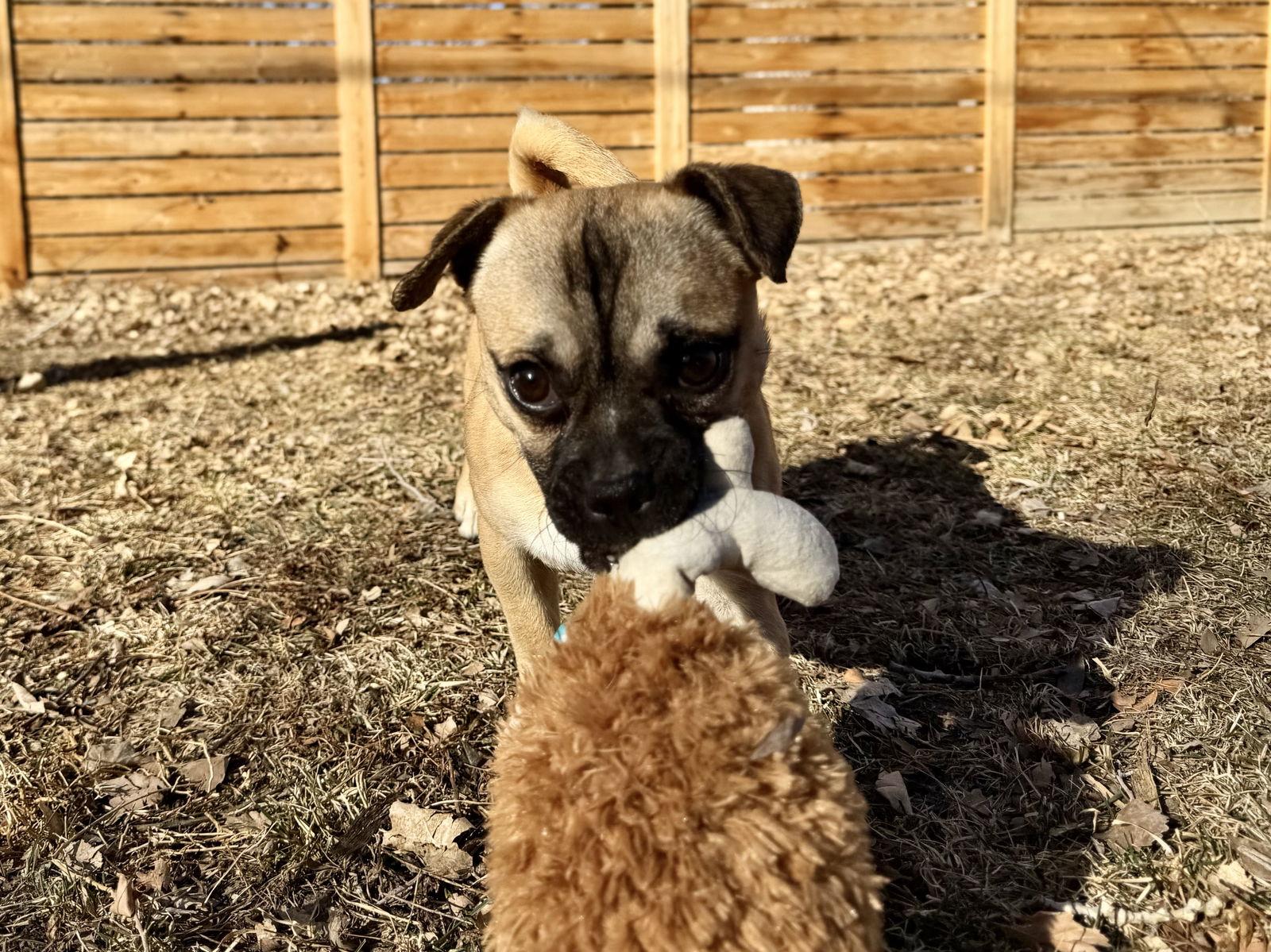 Winston, Adoptable, Young Male Pug.