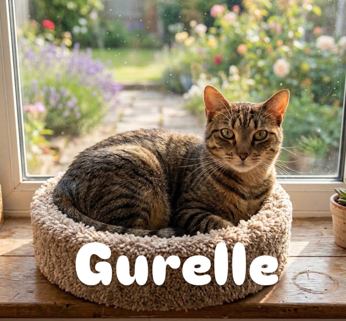 Gurelle, Adoptable, Young Female Domestic Short Hair.