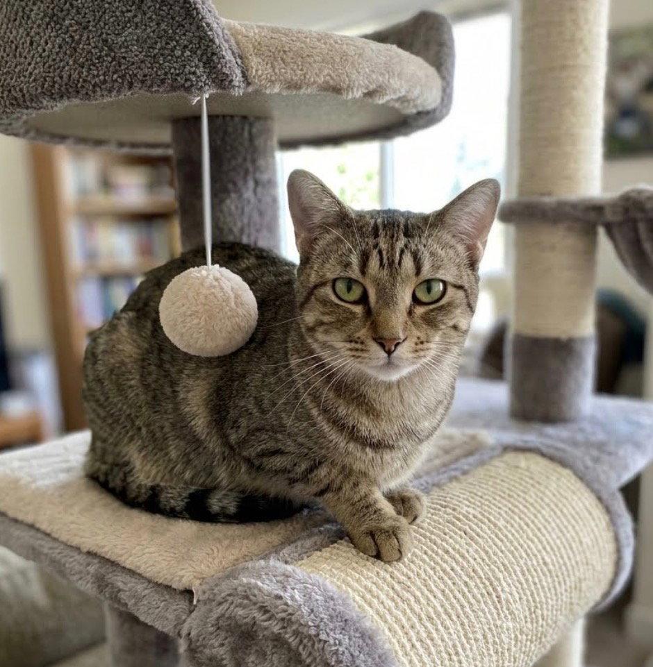 Gurelle, Adoptable, Young Female Domestic Short Hair.