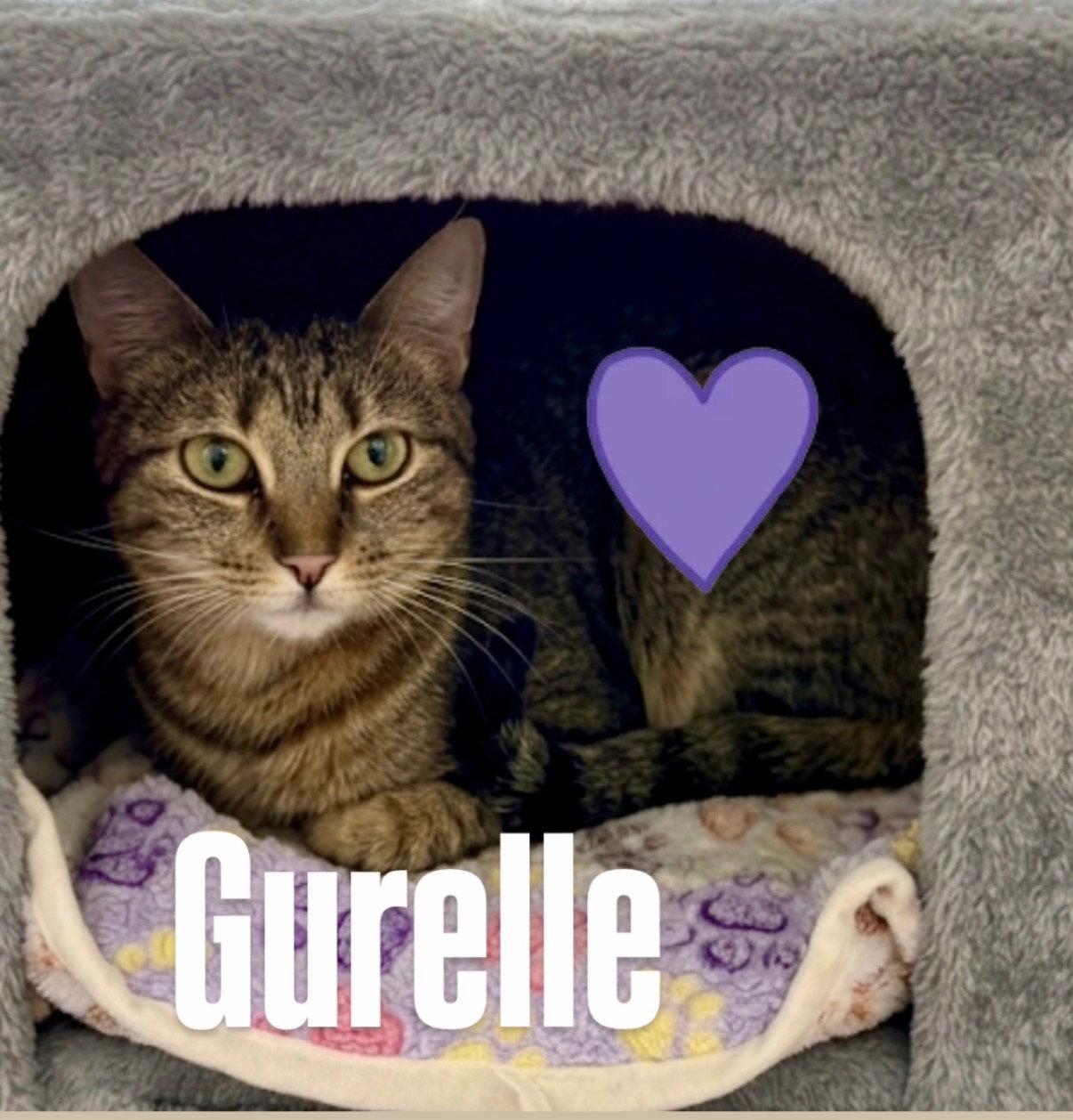 Enlarge Gurelle, a Adoptable Domestic Short Hair in Chandler, AZ image 2/3