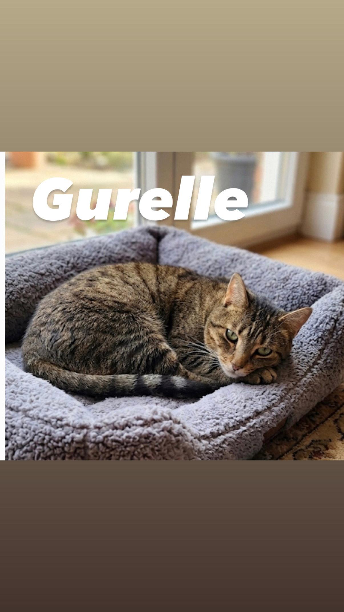 Enlarge Gurelle, a Adoptable Domestic Short Hair in Chandler, AZ image 3/3