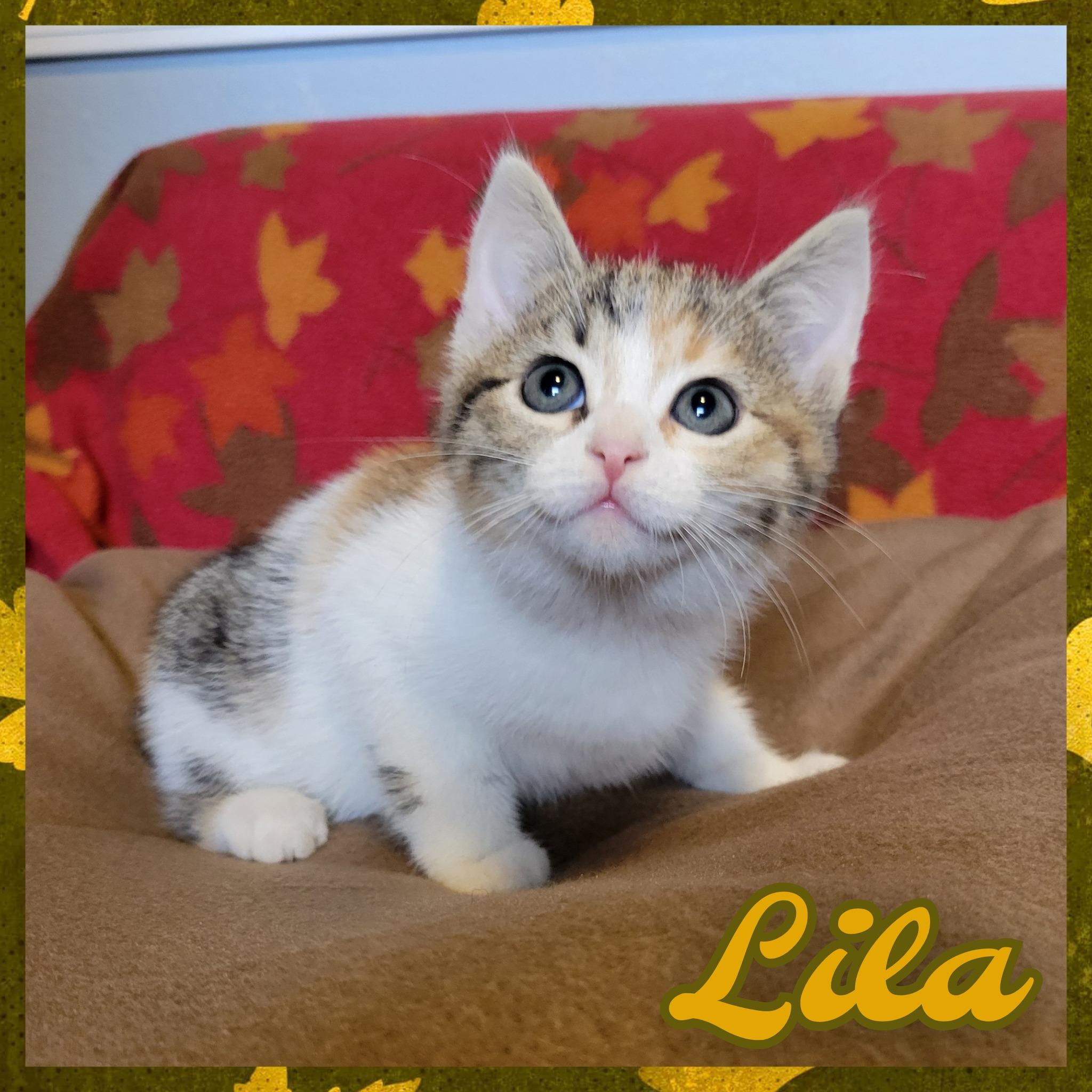 Enlarge Lila, an adopted Domestic Short Hair in Daingerfield, TX image 1/1