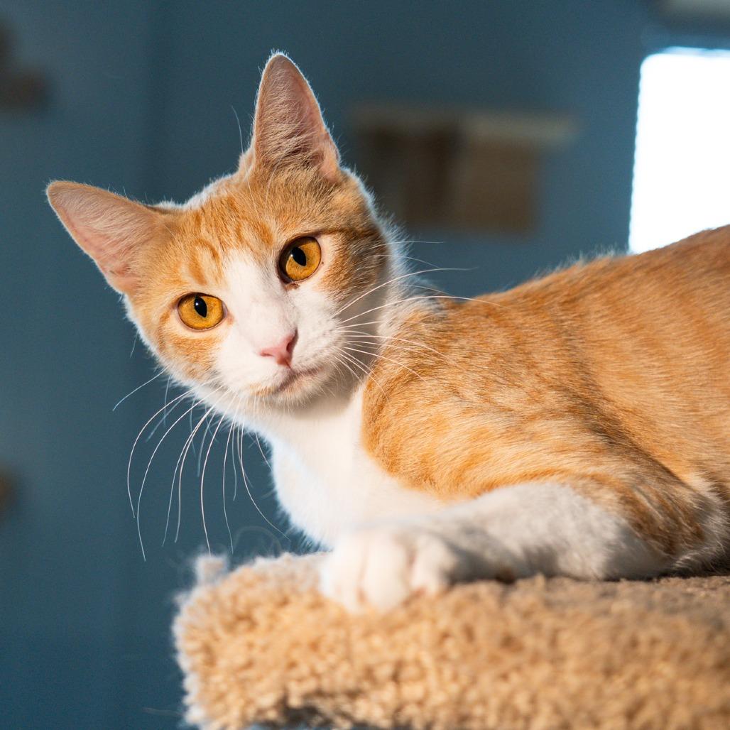 Pomelo, Adoptable, Young Female Domestic Short Hair.
