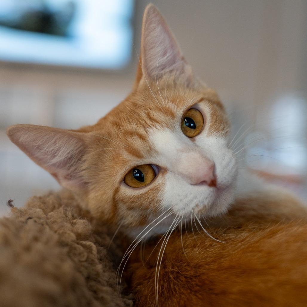 Pomelo, a Adoptable Domestic Short Hair in Durango, CO image 2/4