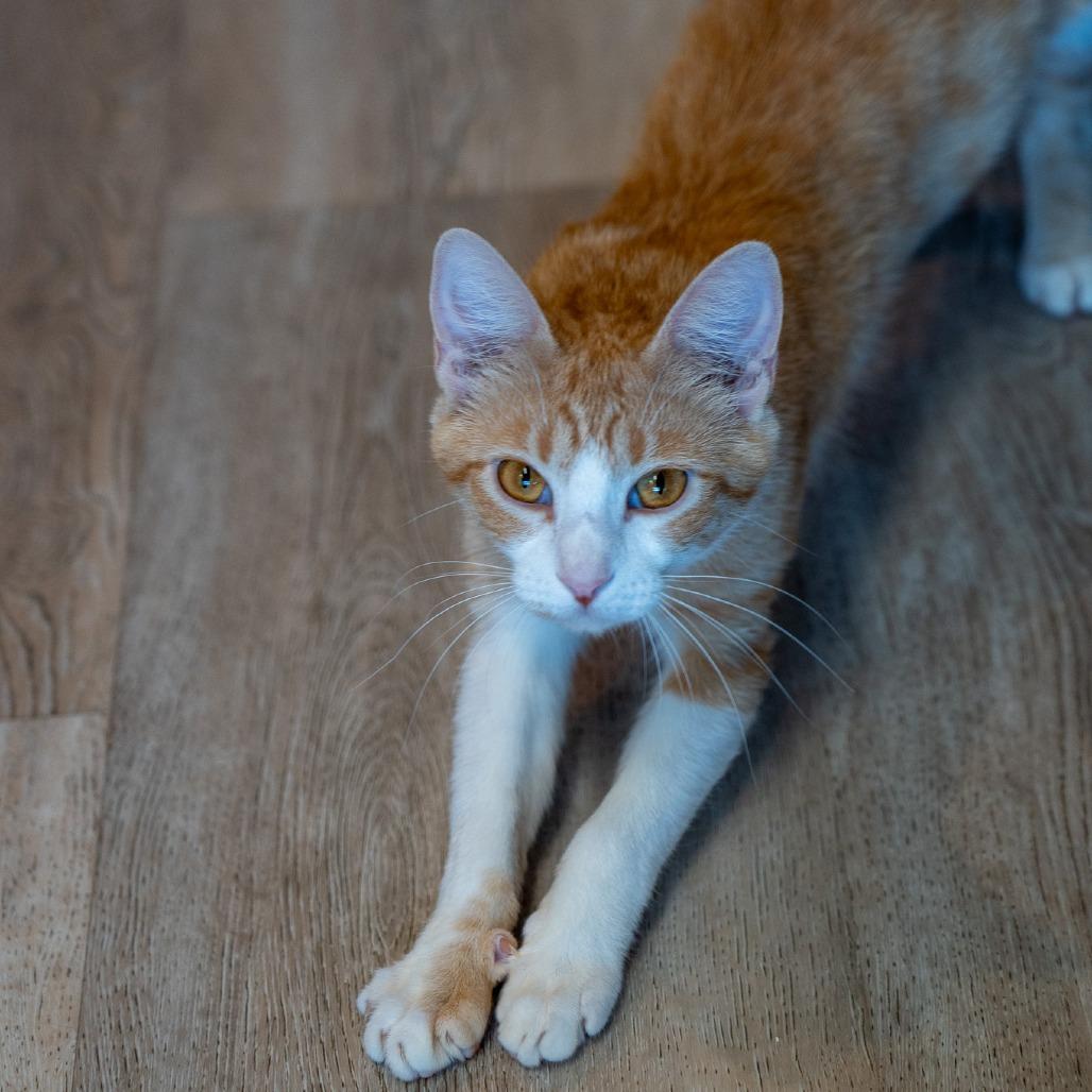 Pomelo, a Adoptable Domestic Short Hair in Durango, CO image 3/4