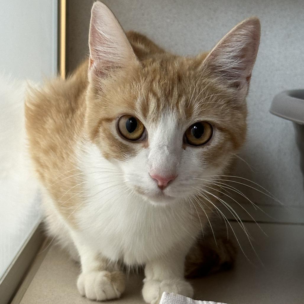 Pomelo, a Adoptable Domestic Short Hair in Durango, CO image 4/4