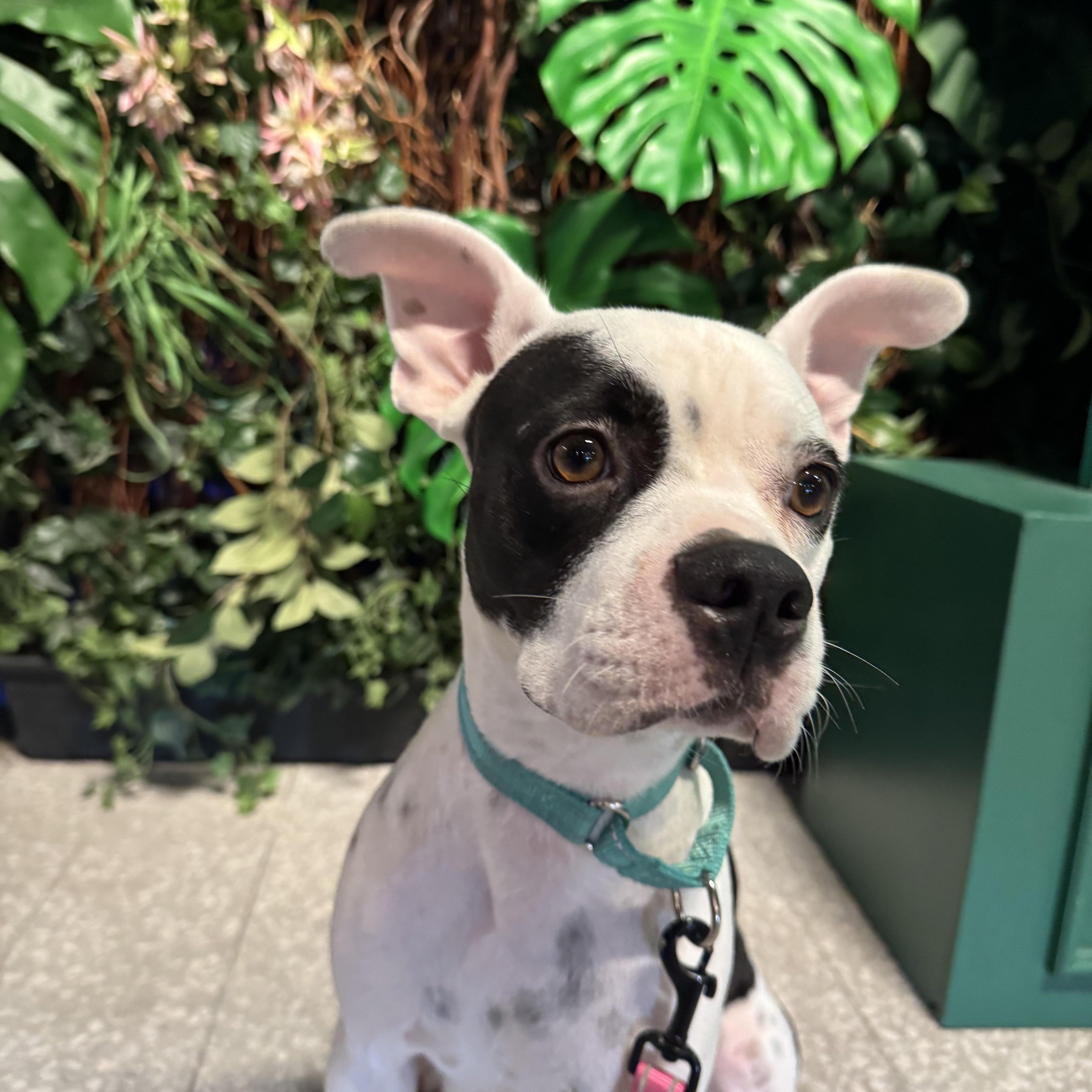 Enlarge Meli, a Adoptable mixed breed in Palm springs, FL image 1/2