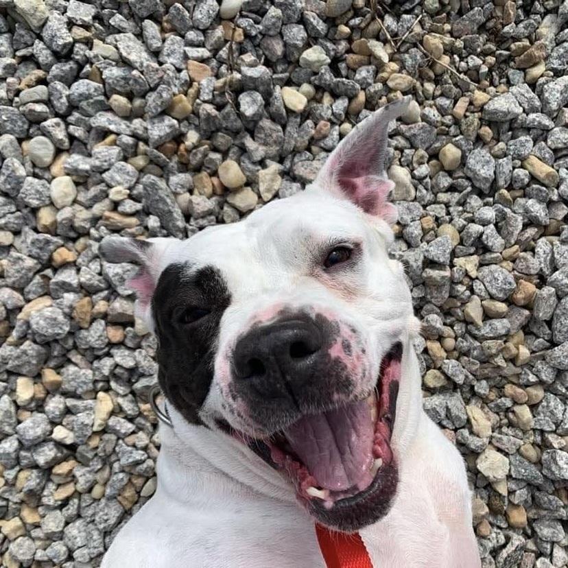 Enlarge Yoyo, a Adoptable mixed breed in Long Island City, NY image 1/5