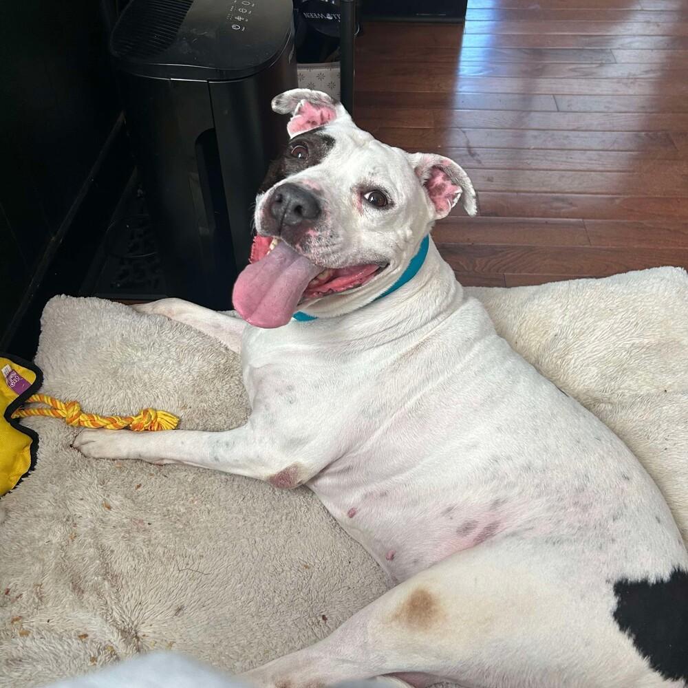 Enlarge Yoyo, a Adoptable mixed breed in Long Island City, NY image 2/5