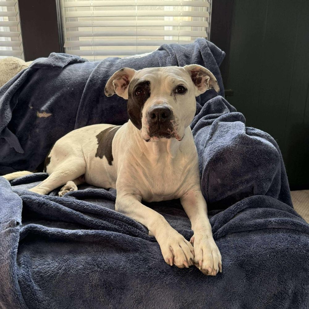 Enlarge Yoyo, a Adoptable mixed breed in Long Island City, NY image 3/5