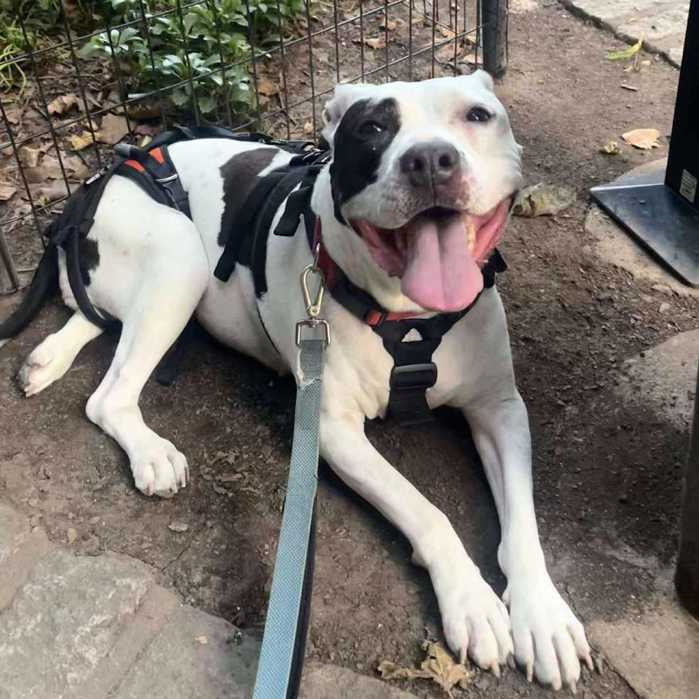 Enlarge Yoyo, a Adoptable mixed breed in Long Island City, NY image 4/5
